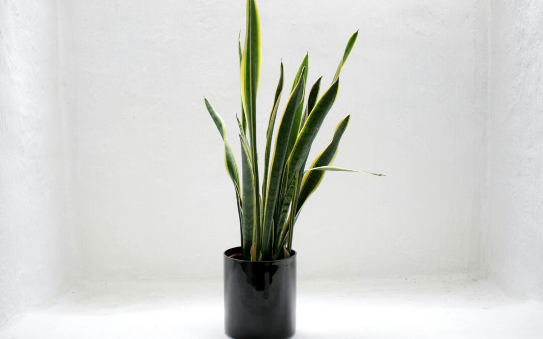 Freshen Up: Easy Ways to Make Your UTK Apartments Smell Great
