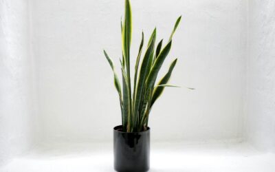 Freshen Up: Easy Ways to Make Your UTK Apartments Smell Great