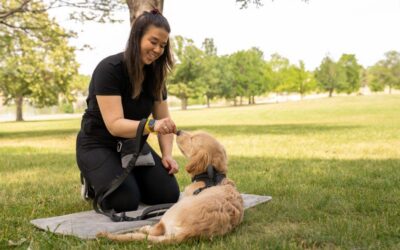 Pet-Friendly Apartments Near UTK: A Student Guide